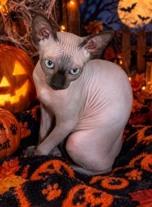 Sapphire - Sphynx Kitten For Sale - Matherville, IL, US Sapphire - Sphynx Kitten For Sale - Matherville, IL, US