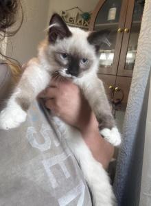 Sabrina - Balinese Kitten For Sale - Milton, FL, US Sabrina - Balinese Kitten For Sale - Milton, FL, US