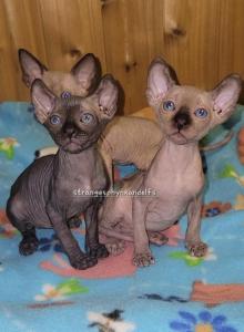 Sassy - Sphynx Kitten For Sale - Moline, IL, US Sassy - Sphynx Kitten For Sale - Moline, IL, US