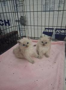 Ragdoll Kittens - Ragdoll Kitten For Sale - Delano, CA, US Ragdoll Kittens - Ragdoll Kitten For Sale - Delano, CA, US