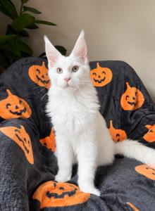 Xanti - Maine Coon Kitten For Sale - Millingport, NC, US Xanti - Maine Coon Kitten For Sale - Millingport, NC, US