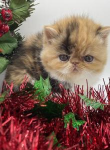 Xmas kittens coming soon - Persian Kitten For Sale - Arlington Heights, IL, US Xmas kittens coming soon - Persian Kitten For Sale - Arlington Heights, IL, US