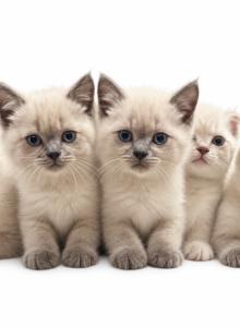 Casper Lily Jax Daisy Lu - Scottish Fold Kitten For Sale - WA, US Casper Lily Jax Daisy Lu - Scottish Fold Kitten For Sale - WA, US