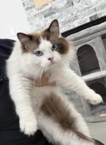 Ragdoll Cat male - Ragdoll Cat For Adoption - Auburn, WA, US Ragdoll Cat male - Ragdoll Cat For Adoption - Auburn, WA, US