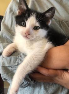 Ghost - Domestic Kitten For Sale - Huntly, VA, US Ghost - Domestic Kitten For Sale - Huntly, VA, US