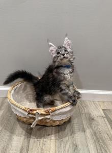 Maine Coon - Maine Coon Kitten For Sale - Queens, NY, US Maine Coon - Maine Coon Kitten For Sale - Queens, NY, US