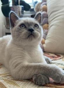 Mario - British Shorthair Kitten For Sale - Brooklyn&comma; NY&comma; US