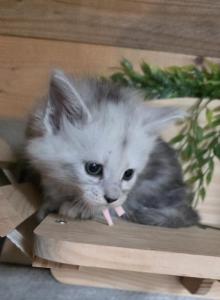 Petra - Maine Coon Kitten For Sale - Upper Sandusky&comma; OH&comma; US