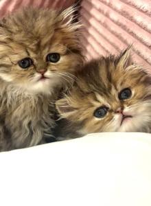Golden Tabbies - Persian Kitten For Sale - Dalton&comma; GA&comma; US