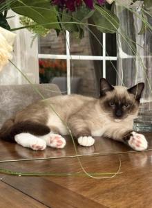 Boy - Siamese Kitten For Sale - Westfield&comma; MA&comma; US