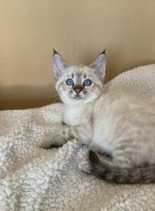 Savannah mix Bengal - Savannah Kitten For Sale - Portland, OR, US Savannah mix Bengal - Savannah Kitten For Sale - Portland, OR, US