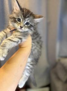 Hawk - Maine Coon Kitten For Sale - Metter&comma; GA&comma; US