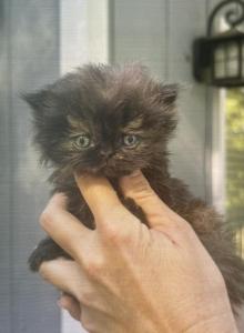 Baby - Persian Kitten For Sale - Conyers&comma; GA&comma; US