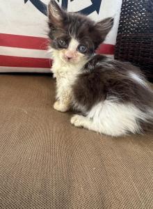 Munchkin - Munchkin Kitten For Sale - Martinez&comma; GA&comma; US