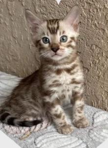 Murray - Bengal Kitten For Adoption - Bradenton&comma; FL&comma; US