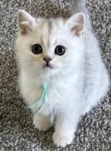 Everly - British Shorthair Kitten For Sale - OR&comma; US