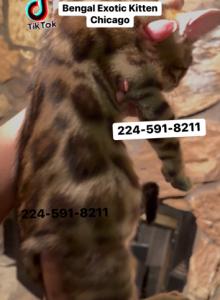 Bengal kitten Silver Male - Bengal Kitten For Sale - Chicago&comma; IL&comma; US