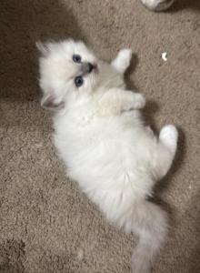 Munchkins - Ragdoll Kitten For Sale - Richmond&comma; TX&comma; US