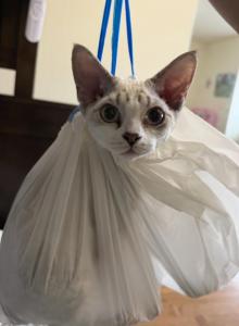 Coca Cola - Devon Rex Kitten For Sale - Newark&comma; CA&comma; US