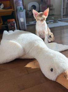 Tiny - Devon Rex Kitten For Sale - Newark&comma; CA&comma; US
