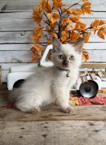 Trout - Ragdoll Cat For Sale - FL&comma; US