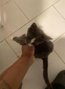 Mixed Kitten - American Shorthair Kitten For Sale - NJ&comma; US