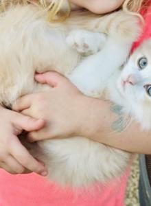 Butterball Dollface Persian - Persian Kitten For Sale - Temecula&comma; CA&comma; US