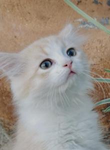 Butterball Dollface Persian - Persian Kitten For Sale - Temecula, CA, US Butterball Dollface Persian - Persian Kitten For Sale - Temecula, CA, US