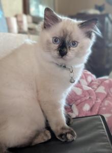 Julia - Ragdoll Kitten For Sale - Fountain&comma; CO&comma; US