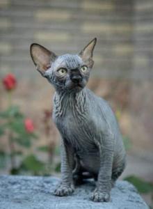 Winston - Sphynx Kitten For Sale - MA&comma; US
