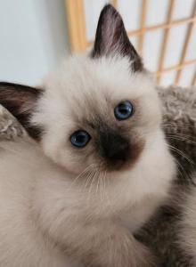Sealpoint Female - Siamese Kitten For Sale - Willington, CT, US Sealpoint Female - Siamese Kitten For Sale - Willington, CT, US