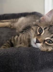 Percy - American Shorthair Kitten For Sale - Cordova&comma; TN&comma; US