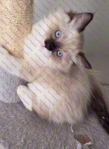 Luke Seal Mitted Ragdoll Kitten - Ragdoll Kitten For Sale - Amherst&comma; NY&comma; US