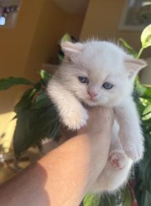 Elf - Scottish Straight Kitten For Sale - New York&comma; NY&comma; US