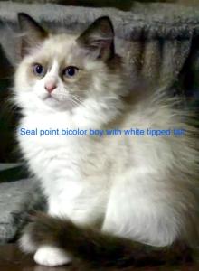 Alvar and Lilys litter - Ragdoll Kitten For Sale - Double Springs&comma; AL&comma; US