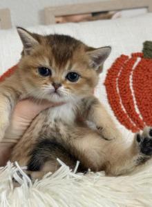 Mochi x Luis - Scottish Fold Kitten For Sale - Jacksonville&comma; FL&comma; US
