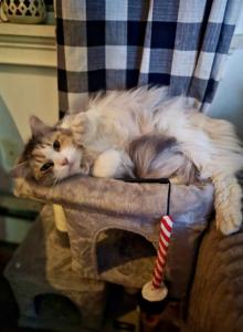 Sweet Maine Coon Ragdoll Girl - Maine Coon Cat For Adoption - Marlborough&comma; MA&comma; US