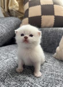 Adorable Male Scottish Straight Kitten - Scottish Straight Kitten For Sale - Sterling&comma; VA&comma; US