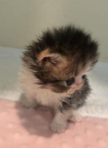 Calico kitty - Persian Kitten For Sale - Stilwell&comma; OK&comma; US