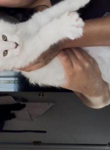 Viserys - Maine Coon Kitten For Sale - Ambridge&comma; PA&comma; US