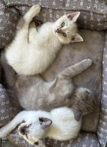 Bengal Siamese mix - Bengal Kitten For Sale - Leominster&comma; MA&comma; US
