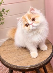 Baby Boy - Persian Kitten For Sale - Dyer&comma; TN&comma; US