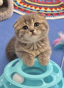 Mia - Scottish Fold Kitten For Sale - Chicago&comma; IL&comma; US