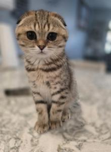 Molly - Scottish Fold Kitten For Sale - Naperville&comma; IL&comma; US