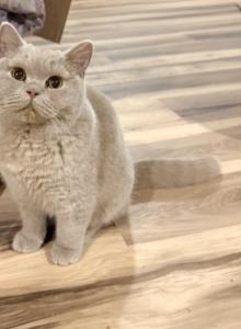 Harley Girl - British Shorthair Cat For Sale - Providence&comma; RI&comma; US