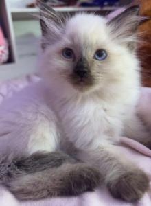 Seal point - Ragdoll Kitten For Sale - Hampden&comma; MA&comma; US