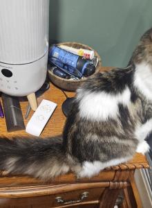 Last female Maine Coon kitten - Maine Coon Kitten For Sale - Chickamauga&comma; GA&comma; US