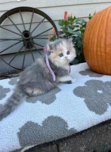 Wilma dollface - Persian Kitten For Sale - MO&comma; US