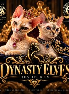 Dynasty Elves Devon Rex - Devon Rex Kitten For Sale - Oak Hills&comma; CA&comma; US