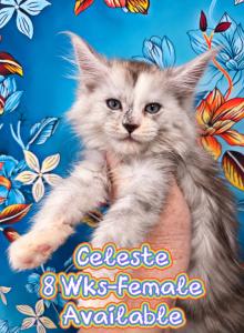 Celeste The Heavenly Litter - Maine Coon Kitten For Sale - Kingman&comma; AZ&comma; US